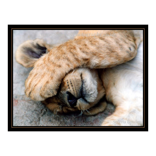 A sleeping lion cub. Zimbabwe, Africa